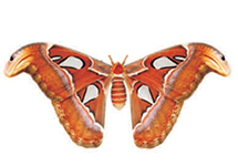 Attacus atlas