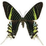 Urania leilus female