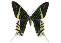 Urania leilus female